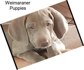 Weimaraner Puppies