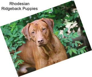 Rhodesian Ridgeback Puppies