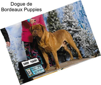 Dogue de Bordeaux Puppies