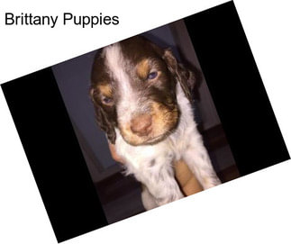 Brittany Puppies