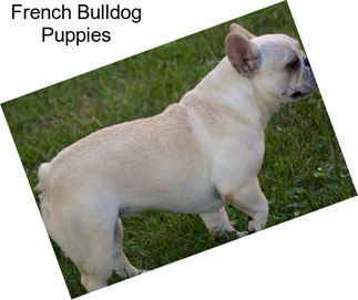 French Bulldog Puppies