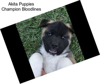 Akita Puppies Champion Bloodlines