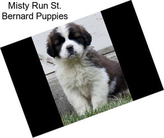 Misty Run St. Bernard Puppies