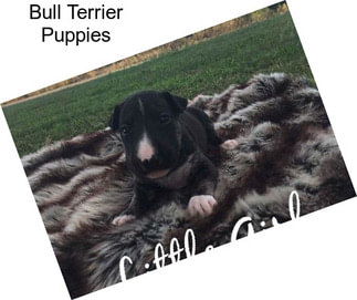 Bull Terrier Puppies