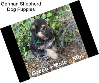 German Shepherd Dog Puppies