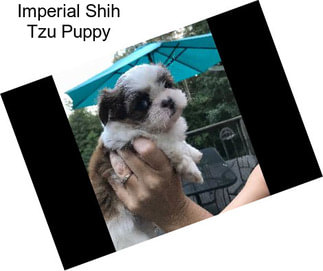 Imperial Shih Tzu Puppy