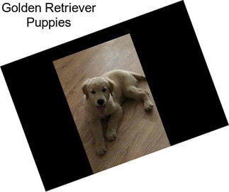 Golden Retriever Puppies