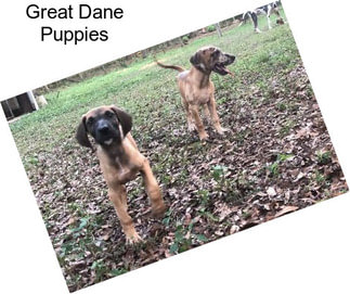 Great Dane Puppies