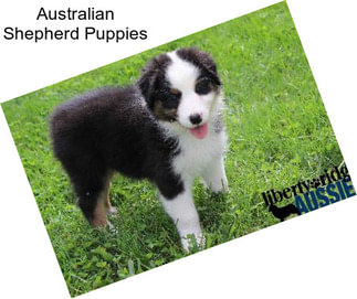 Australian Shepherd Puppies