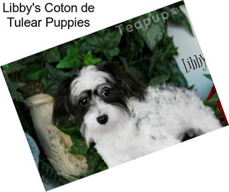 Libby\'s Coton de Tulear Puppies