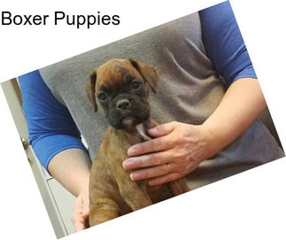 Boxer Puppies