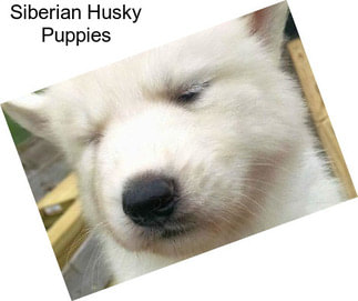 Siberian Husky Puppies