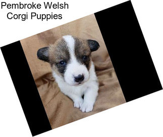 Pembroke Welsh Corgi Puppies