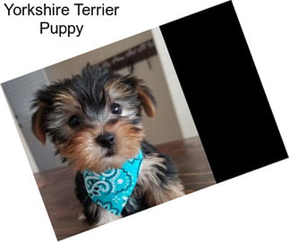 Yorkshire Terrier Puppy