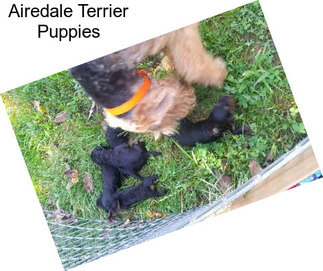 Airedale Terrier Puppies