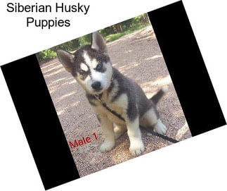 Siberian Husky Puppies