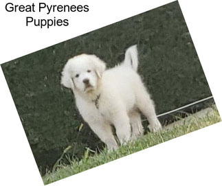 Great Pyrenees Puppies