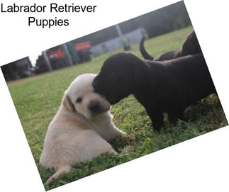 Labrador Retriever Puppies