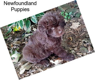 Newfoundland Puppies