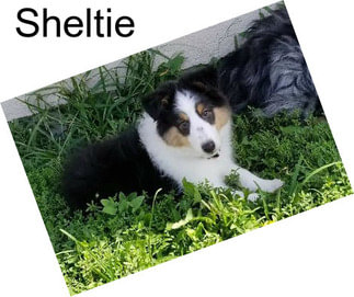 Sheltie