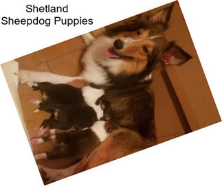 Shetland Sheepdog Puppies