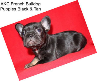 AKC French Bulldog Puppies Black & Tan