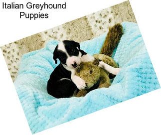 Italian Greyhound Puppies