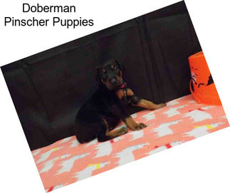 Doberman Pinscher Puppies