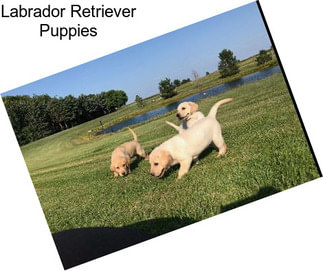 Labrador Retriever Puppies