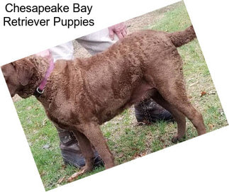 Chesapeake Bay Retriever Puppies