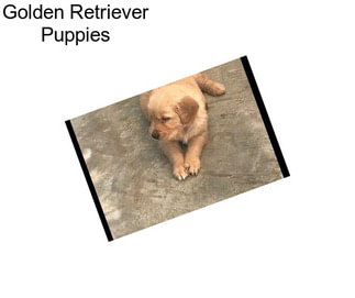 Golden Retriever Puppies