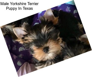 Male Yorkshire Terrier Puppy In Texas