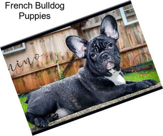 French Bulldog Puppies