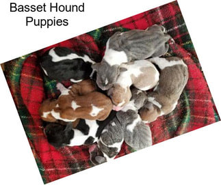 Basset Hound Puppies