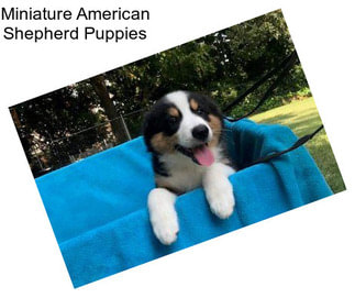 Miniature American Shepherd Puppies