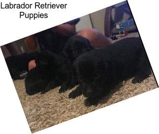 Labrador Retriever Puppies