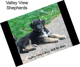 Valley View Shepherds