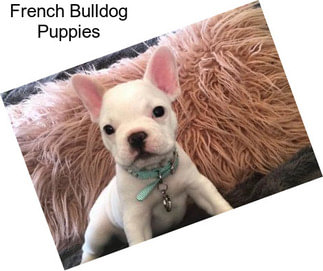 French Bulldog Puppies