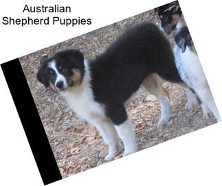 Australian Shepherd Puppies