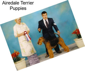 Airedale Terrier Puppies