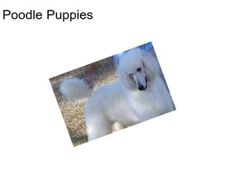 Poodle Puppies