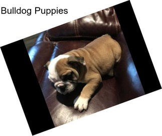 Bulldog Puppies