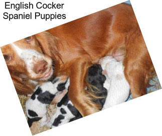 English Cocker Spaniel Puppies