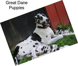 Great Dane Puppies