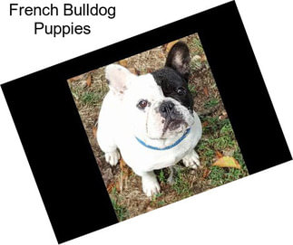 French Bulldog Puppies