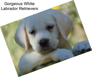 Gorgeous White Labrador Retrievers