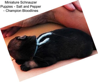 Miniature Schnauzer Puppies - Salt and Pepper - Champion Bloodlines