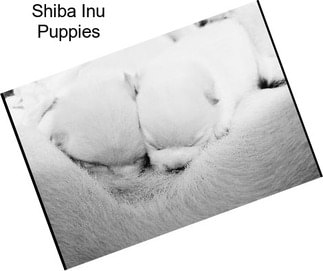 Shiba Inu Puppies