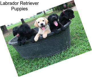 Labrador Retriever Puppies