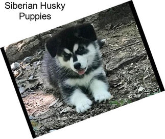 Siberian Husky Puppies